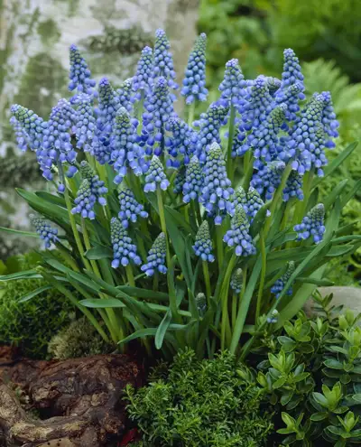 Amazing Massage, View more