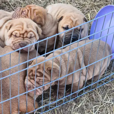 3 sharpei cross pups looking for their forever home. I have 2 males and 1 female left. They are on s...