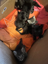 Kittens ready for rehoming soon