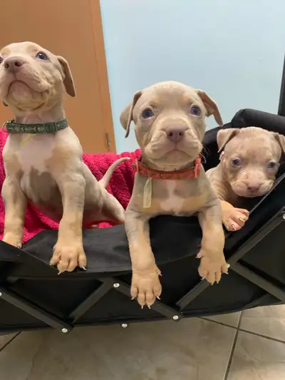 GORGEOUS PUREBRED AMERICAN PUPS, View more