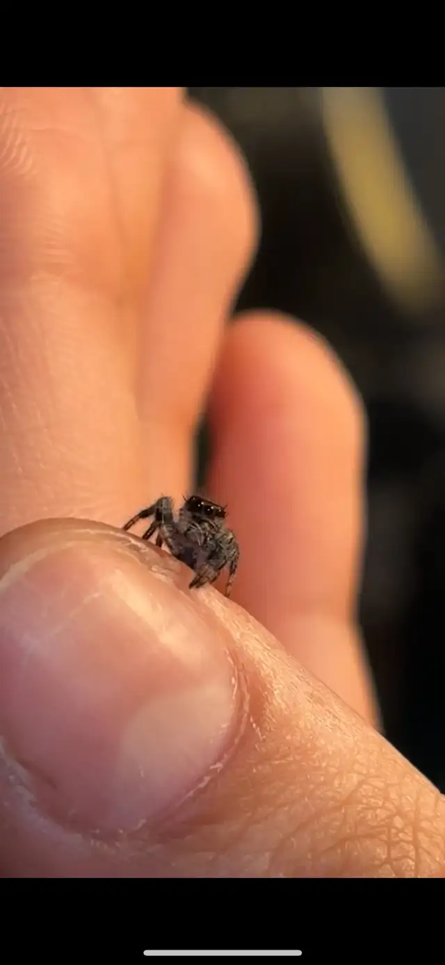 JUMPING SPIDERS FOR SALE in Small Animals for Rehoming in Markham / York Region - Image 4