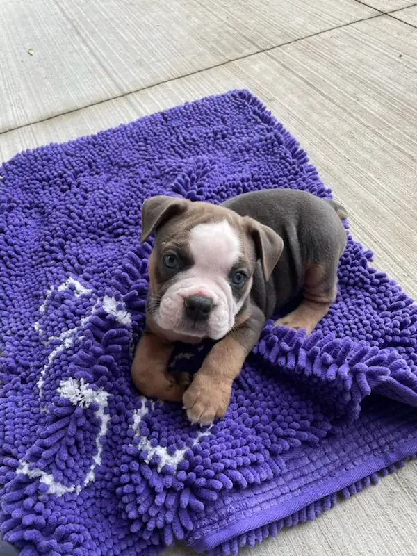 Olde English Bulldog Puppies in Dogs & Puppies for Rehoming in City of Toronto - Image 10