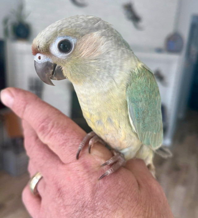 Mint split to mooncheek conure babies - handtame! in Birds for Rehoming in Saskatoon - Image 4