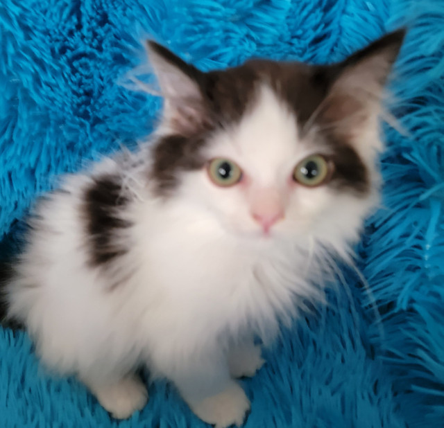 Adorable Ragdoll Kittens Cats & Kittens for Rehoming Oshawa