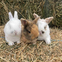 Baby bunnies!