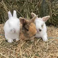Baby bunnies 