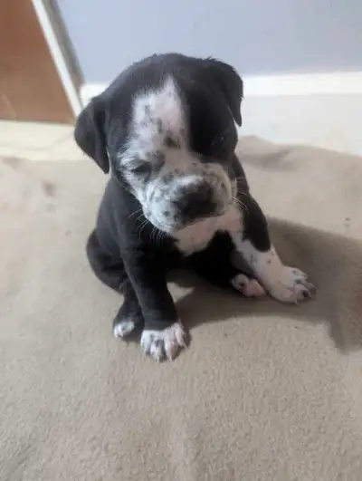 purebred Olde English bulldog puppies, View more