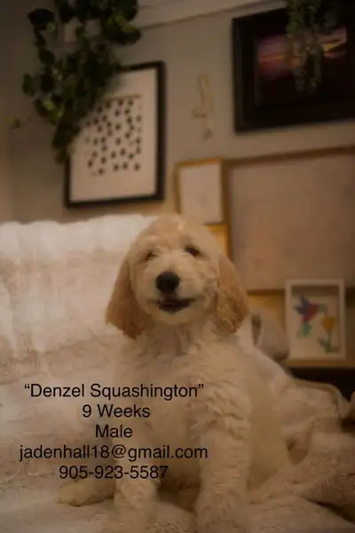 GOLDENDOODLE PUPPIES, View more