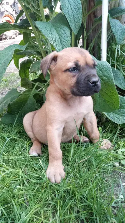 Cane Corso puppies, View more