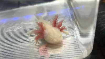 Canada Axolotls is a verified, reputable breeder. We are located in Niagara Region, Ontario for pick...