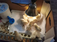 (All Sold) Two-Week Old Bresse Chicks For Sale