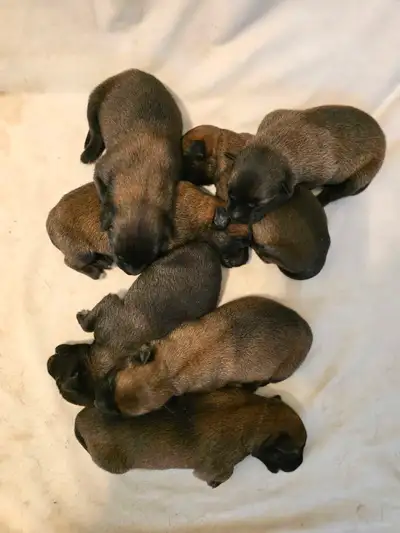 CKC registered Belgian Malinois, View more