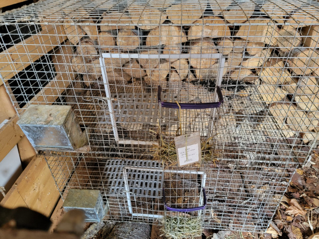 Rabbit cages in Livestock in Prince George - Image 2