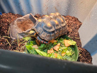 Wanted: mature male redfoot tortoise