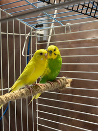 Pair Budgies for sale cage included.