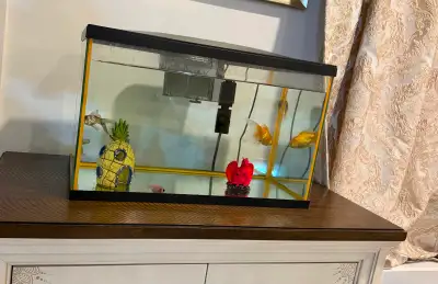 Aquarium with 5 fishes ( Oranda ), View more