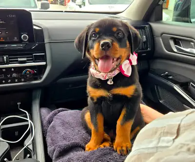 Purebred Rottweiler Puppies, View more