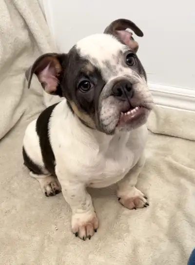 Mini English Bulldog Male, View more