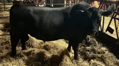 Registered Purebred Black Angus Bull, View more