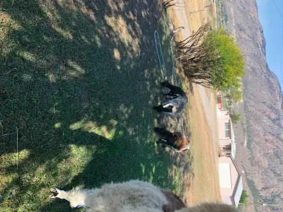 2 katahdin /Dorper cross ewe lambs ,7 months old. One 2 year old same ewe never been bred.Trade for...