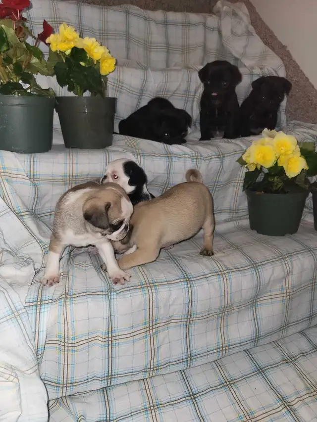 pug  puppies ! in Dogs & Puppies for Rehoming in Stratford - Image 7