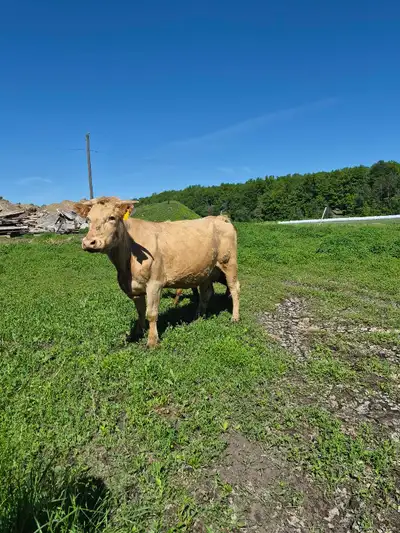 cows exposed to bull, View more