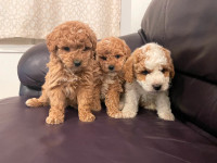 Poodle Bichon Puppies!