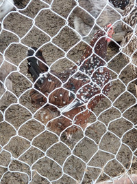 Speckled Sussex hens( SOLD PENDING PICKUP)