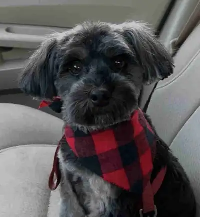 Looking for a loving home for your furry friend while you're away? I offer pet sitting services in m...