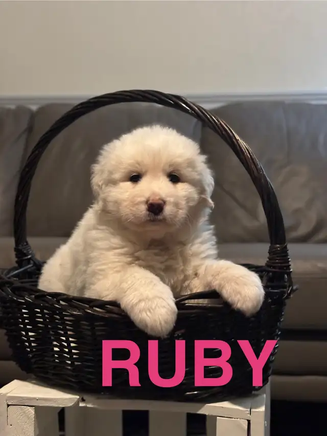 Great Pyrenees/Alaskan Malamute Puppies in Dogs & Puppies for Rehoming in Portage la Prairie - Image 12