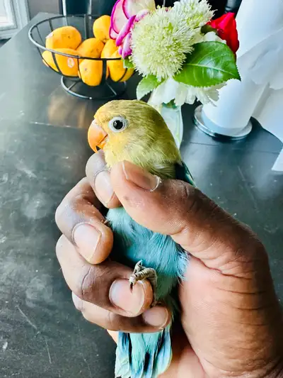 Love birds, View more