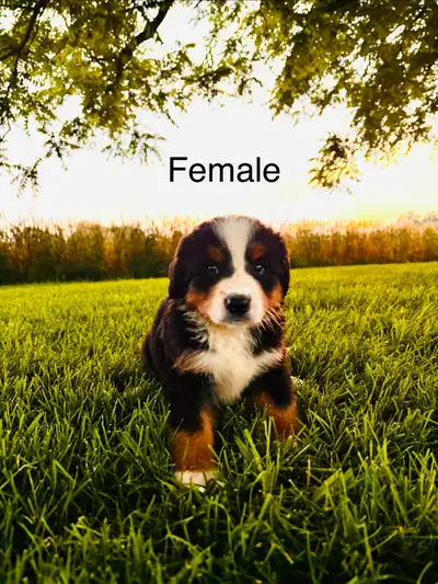 Bernese Mountain Puppies, View more