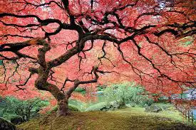 TREE CARE SERVICES,  TREE REMOVAL, PRUNING (416) 206-1460 in Lawn, Tree Maintenance & Eavestrough in City of Toronto - Image 10
