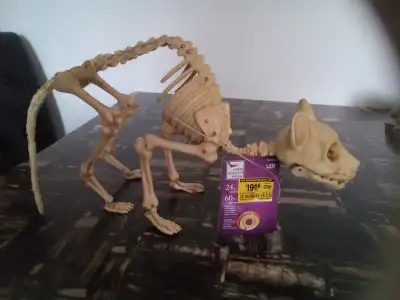 Halloween cat skeleton, View more