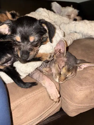 Tea cup chic and Yorkie puppies, View more