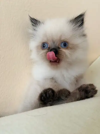 Adorable 2-Month-Old Kitten Looking for a Loving Home, View more