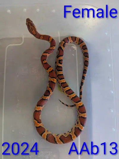 Corn Snakes make great pets for the first time reptile owner or experienced keeper. They have striki...