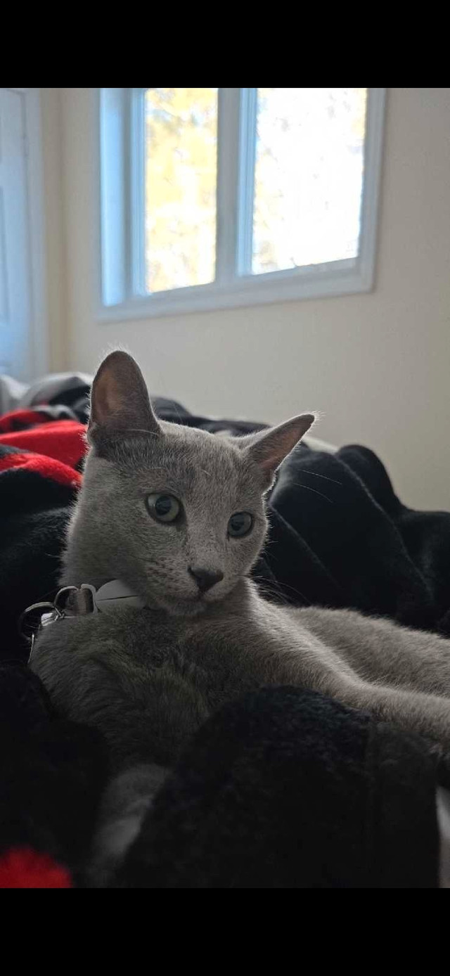 Pure Breed Russian Blue Kittens Wait List in Cats & Kittens for Rehoming in Mississauga / Peel Region
