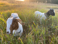 Boer Goats - Sold Pending Pickup
