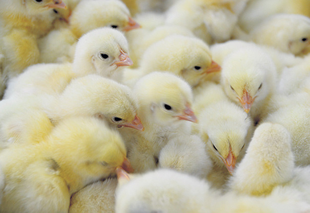 poussin à chair coq ou poulette 1 jour dans Animaux de ferme  à Drummondville