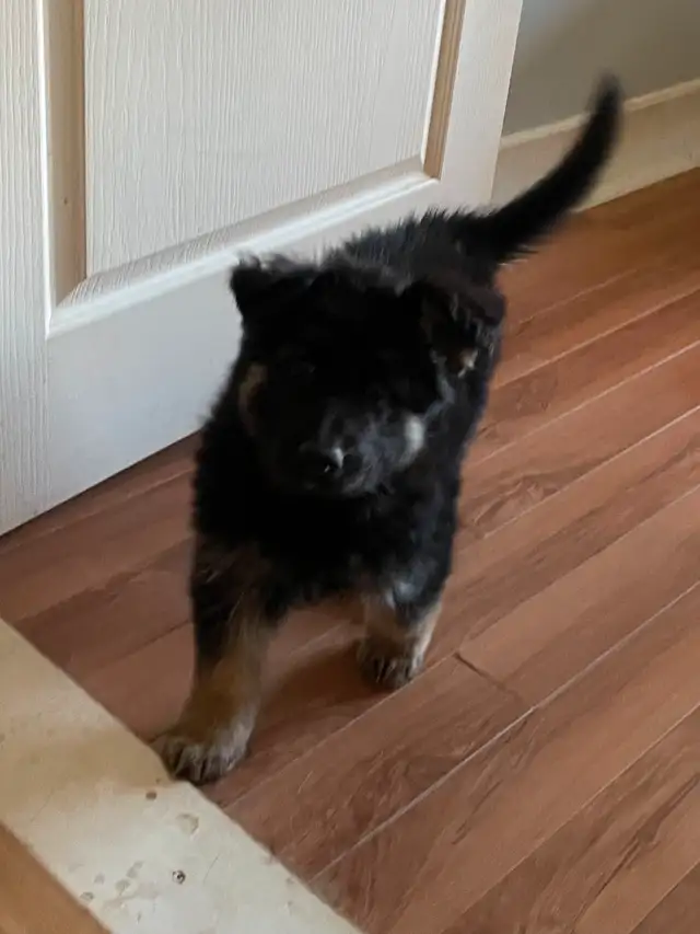 German Shepherds Puppies Berger Allemand Chiots in Dogs & Puppies for Rehoming in Longueuil / South Shore - Image 11
