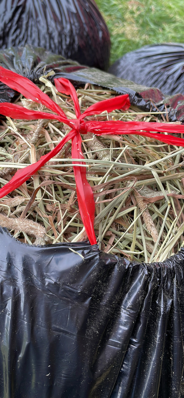 Easter Bunny hay - premium organic Timothy  in Other Pets for Rehoming in Saskatoon