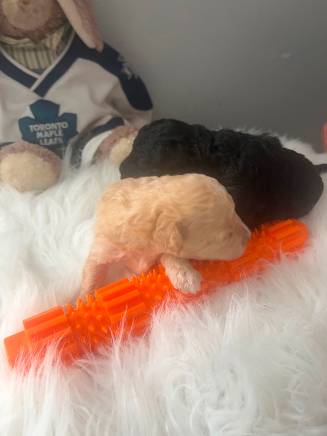 Teddy Bear Bichon Poo's in Dogs & Puppies for Rehoming in Oshawa / Durham Region - Image 4