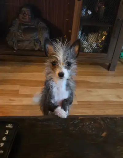 Petit chien Billy le Kid, View more