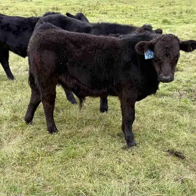 Limousin steers Nov delivery, View more