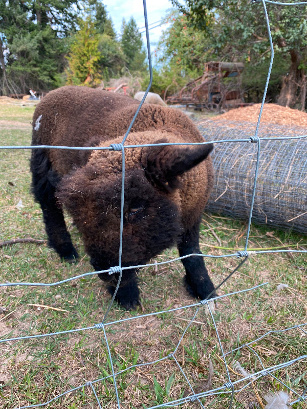 Babydoll ram. in Livestock in Vernon - Image 3