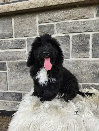 mini Bernedoodle, View more