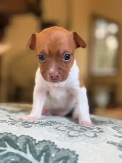 Bébé Chihuahuas née le 3 Septembre 2026, View more
