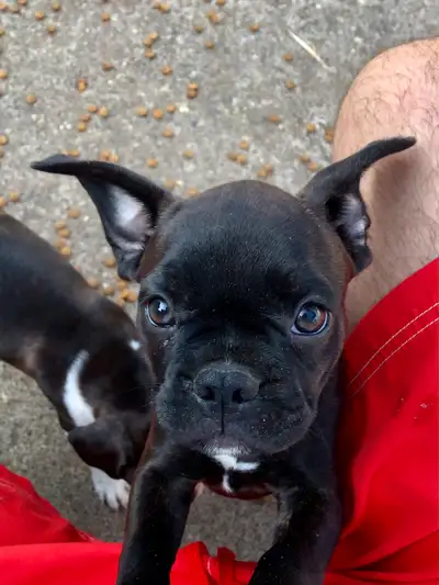 French Bulldog Boston puppies, View more