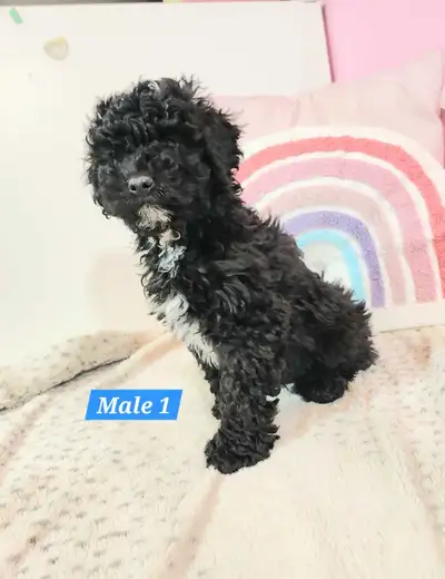 Cockapoo Puppies, View more